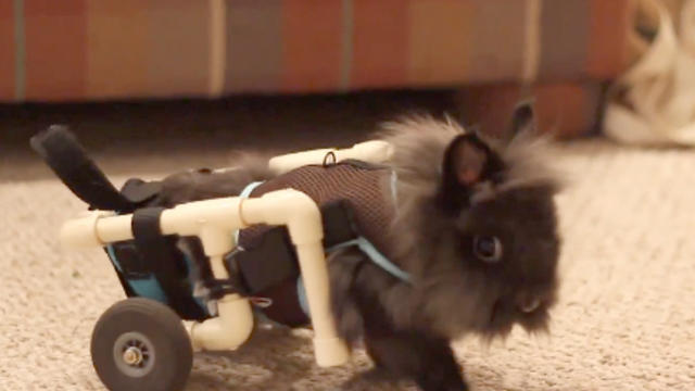 Lily_the_Lionhead_Bunny_Custom_Cart.jpg 