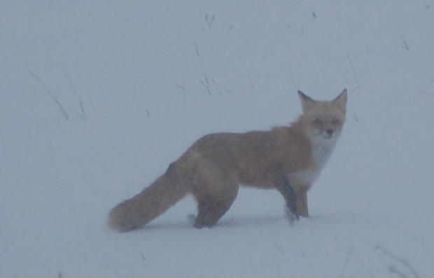fox2.jpg 