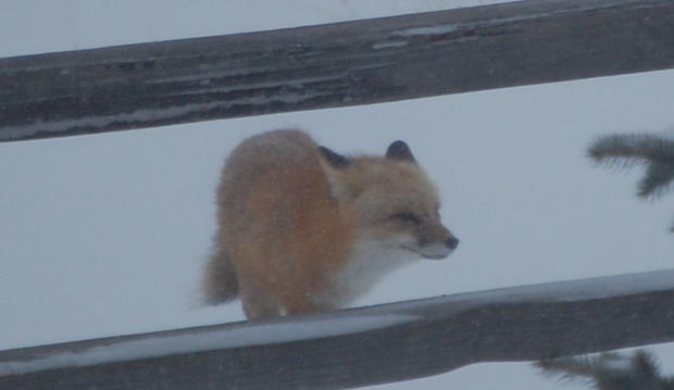 fox4.jpg 
