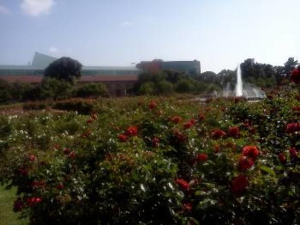 Rose Garden View Of Fountain 
