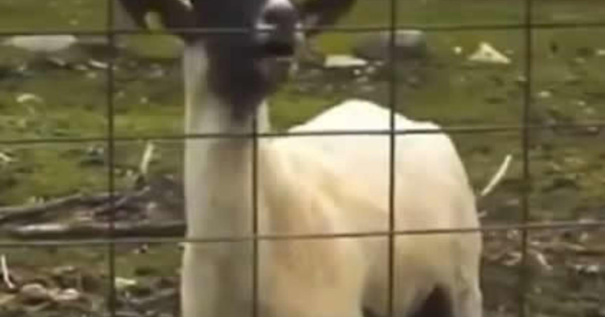 Viral Video: Whitney Houston Goat Remix - CBS Texas