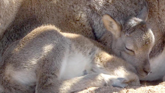 Baby_Mouflon_Wild_Sheep.jpg 