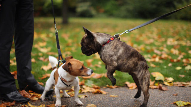 dogs-on-leashes-in-park-getty.jpg 