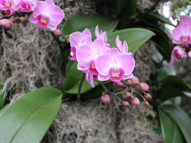 ctm_orchid02.jpg 