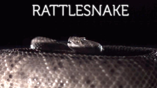 Slow_Motion_High_Definition_Rattlesnake.jpg 