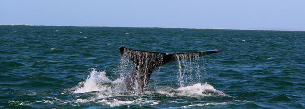 California Gray Whale 