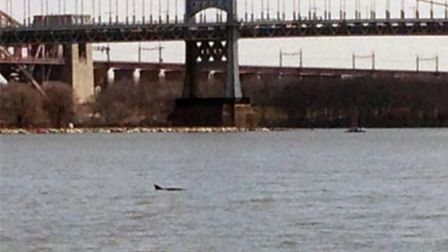 dolphin-in-east-river.jpg 