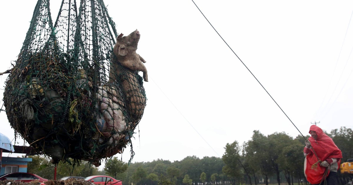 More than 6,600 dead pigs found in Shanghai river - CBS News