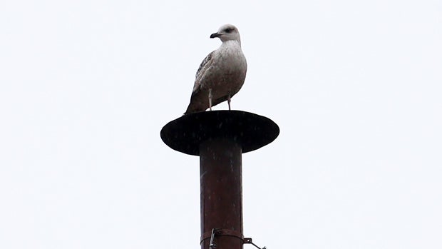 VATICAN CITY, VATICAN - MARCH 13: A bird sits on top of the chimney on the roof of the Sistine Chapel as the College of Cardinals attempt to elect a new Pope on March 13, 2013 in Vatican City, Vatican. Pope Benedict XVI's successor is being chosen by the  