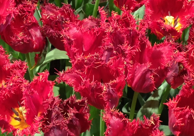 Red_Tulips 