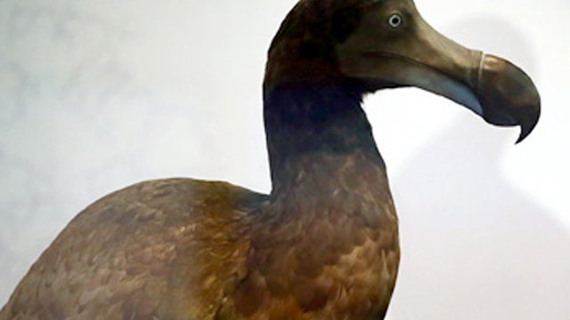 Extinct — but maybe not forever 