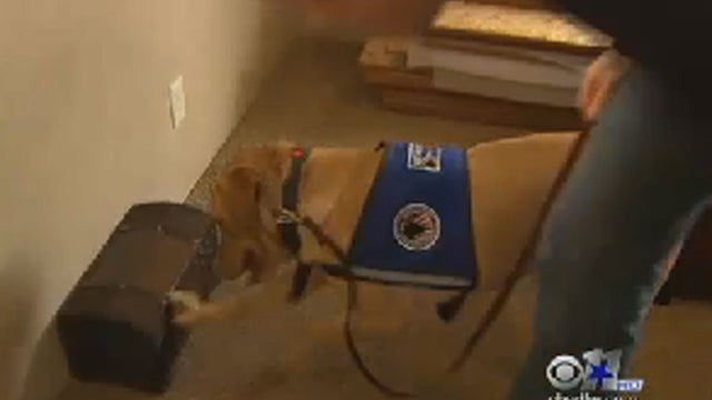 drug-sniffing-dog---cbs-dfw.jpg 