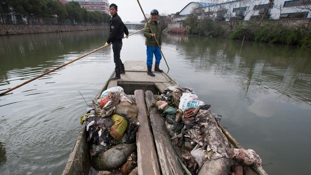 Workers look for dead pigs in a river in Jiaxing city 