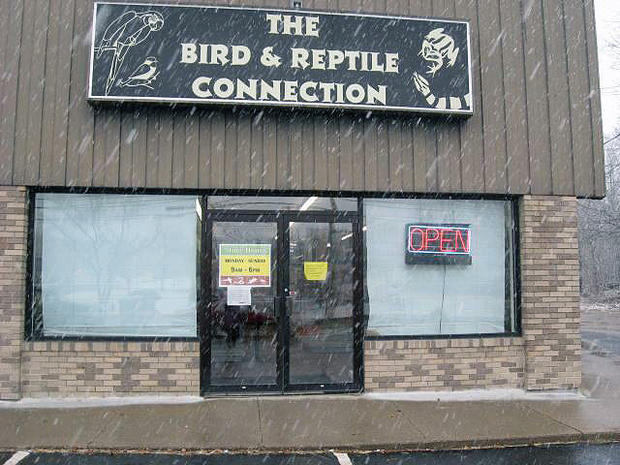 The Bird and Reptile Connection 