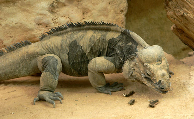 rhinoceros-iguana1.jpg 