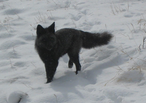 black-fox-2.jpg 