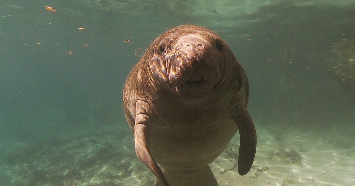 Rescuing manatees from Florida's red tide CBS News