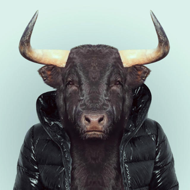 animals wearing clothes portraits