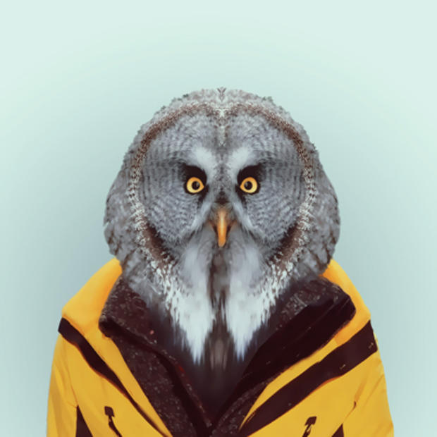 owl.jpg 