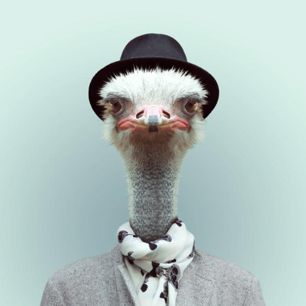 ostrich.jpg 