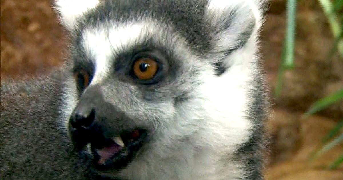 Zoos evolve to protect endangered species - CBS News Zoos evolve to protect endangered species - CBS News