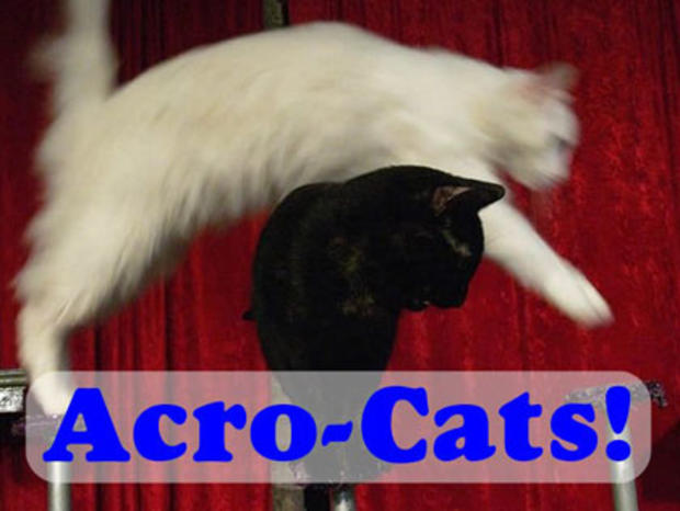 Acro Cats 