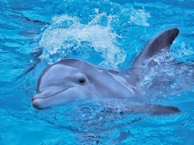 baby-dolphin.jpg 