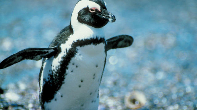 baby-penguin1.jpg 