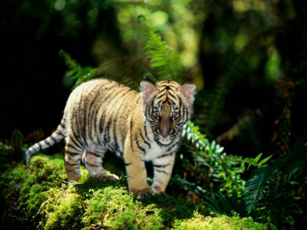 baby-tiger1.jpg 