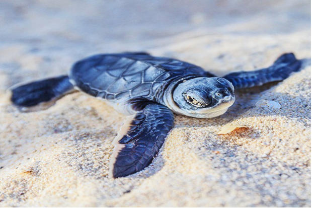Baby Sea Turtles. 