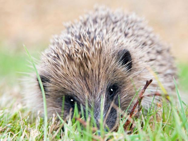 baby-hedgehog1.jpg 