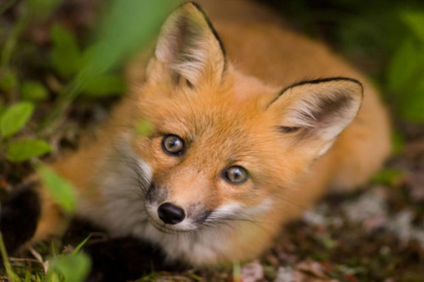 baby-foxes1.jpg 