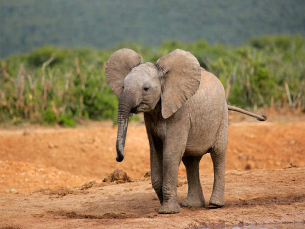 baby-elephant1.jpg 