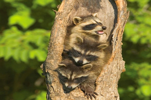 baby-raccoon1.jpg 