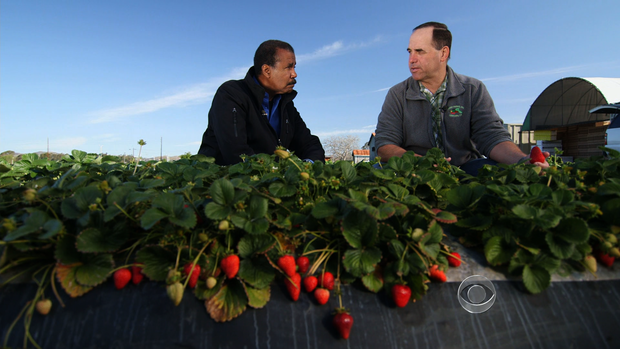 CBS News correspondent Bill Whitaker and farmer Edgar Terry on Terry's strawberry farm in Ventura, Calif. 