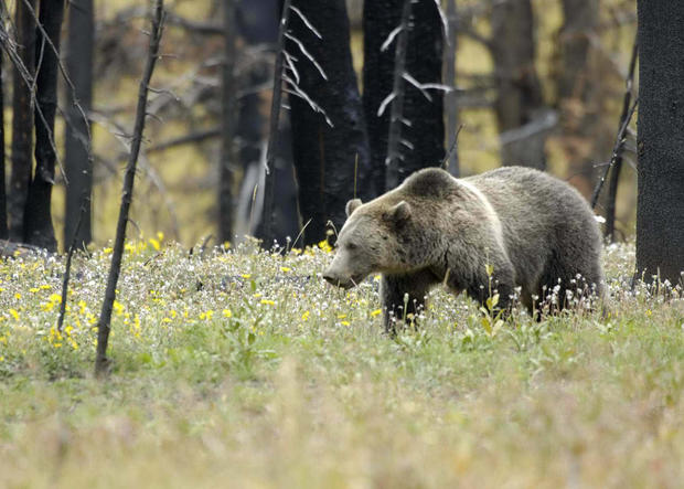 grizzly_bear_in_Yellowstone_NP_USFWS.jpg 