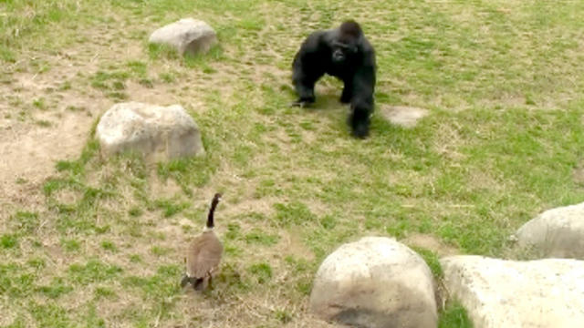 Gorilla_versus_Goose_Sedgwick_County_Zoo.jpg 