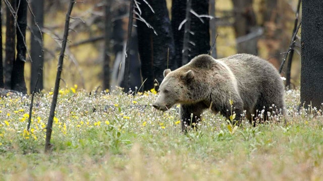 grizzly_bear_in_Yellowstone_NP_USFWS.jpg 