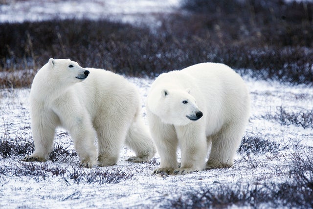 polar_bear_Gary_Kramer_USFWS.jpg 