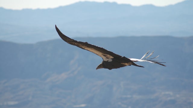 California_condor__412_soars_USFWS.jpg 
