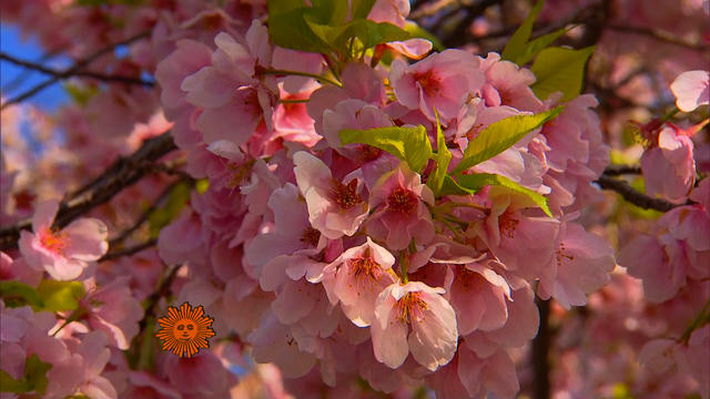 Nature: Cherry blossoms 