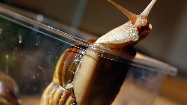 Giant African land snails take over Florida 