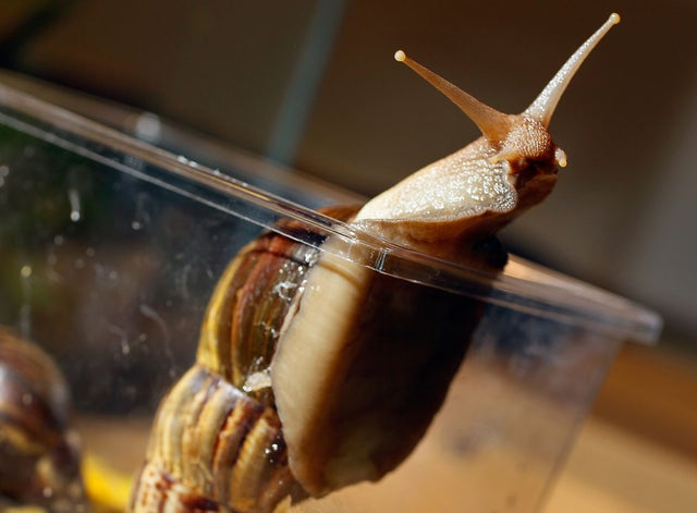 Snail5.jpg 