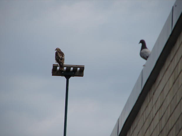 Hawk &amp; Pigeon 
