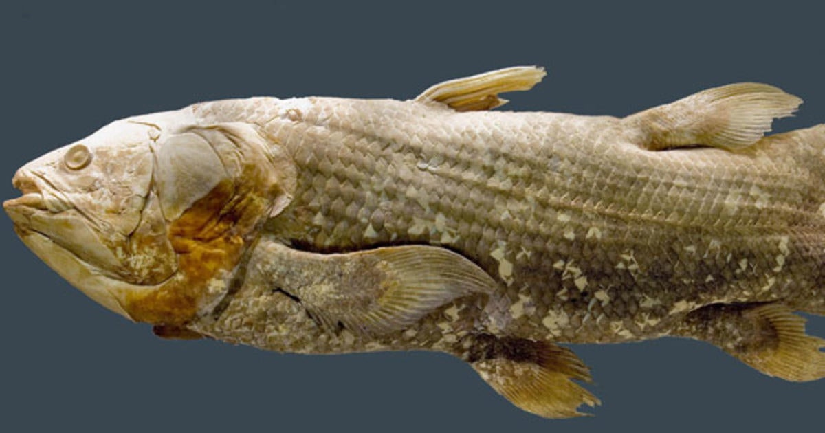 The coelacanth: Scientists explain a 