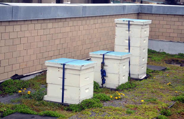 Beekeeping Units 5 Boro Green Roof Garden Randall's Island 