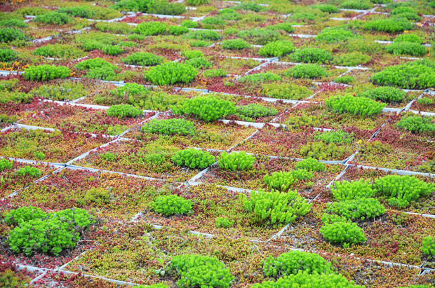 5 Boro Green Roof Garden Randall's Island 