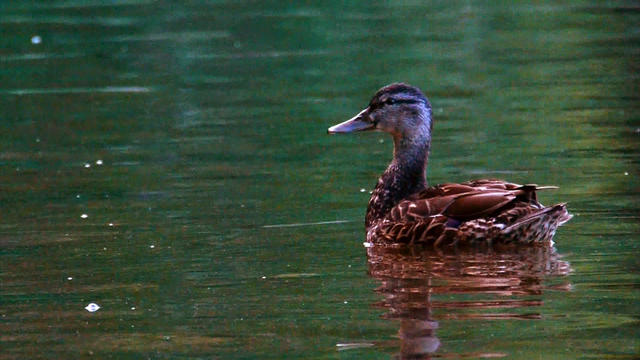 Nature: Mallards 