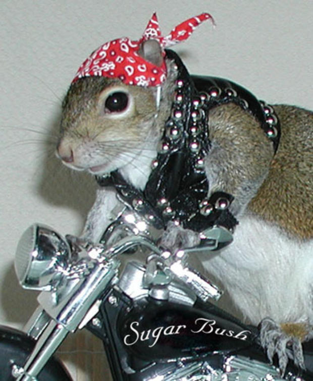031_Sugar_Bush_Squirrel_Biker.jpg 