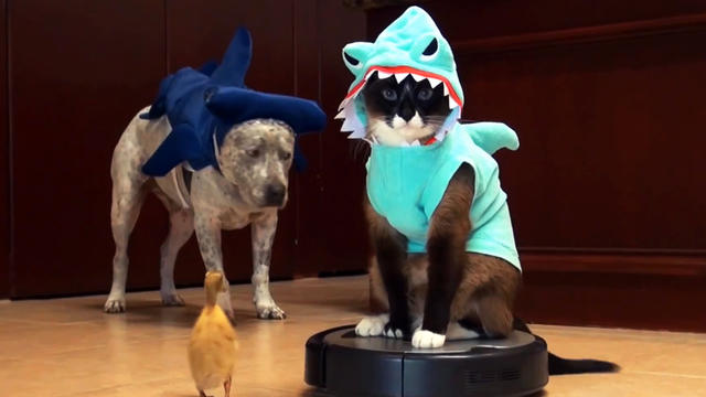 Shark cat takes a Roomba ride 